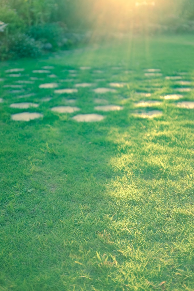 evening green