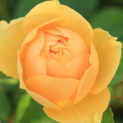 rose fresh yellow