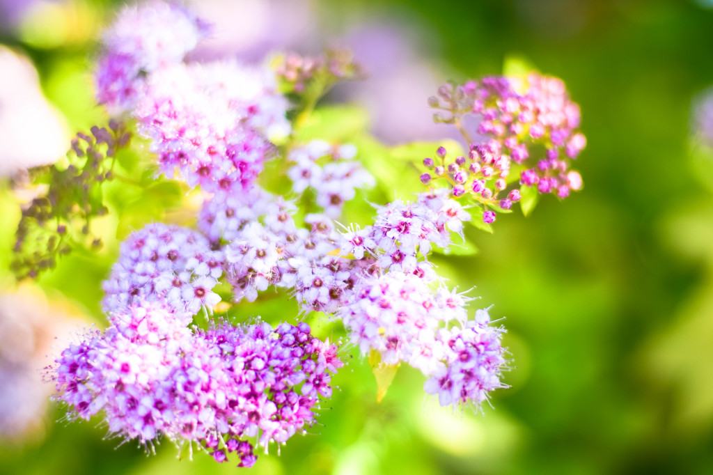 Spiraea japonica