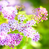 Spiraea japonica