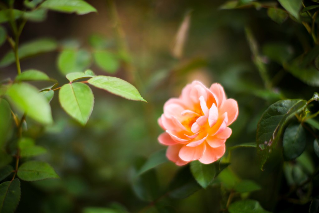 autmun rose