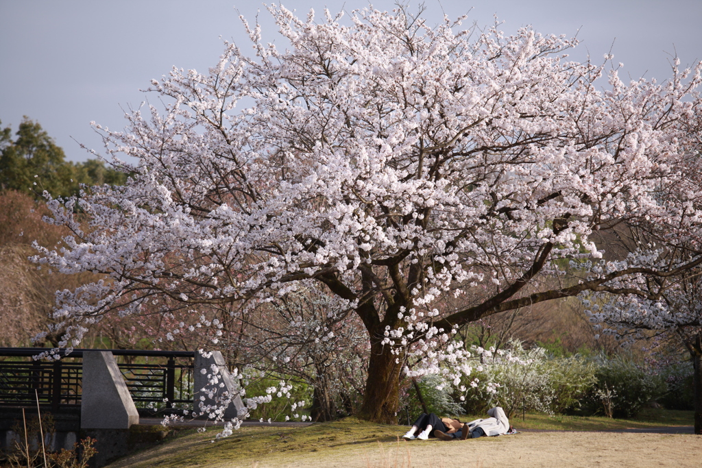 桜の木の下で