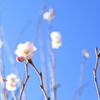 満開