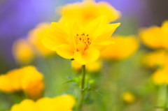 lively yellow flower