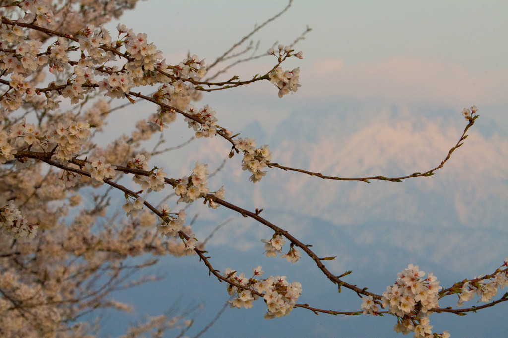 剱&桜