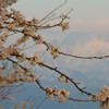 剱&桜