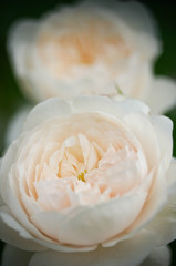 white rose