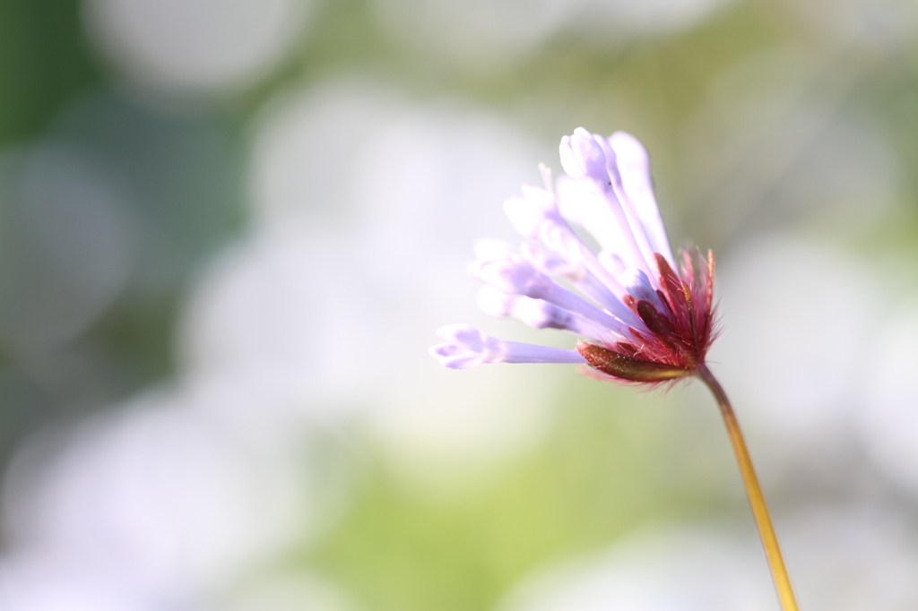 薄青紫の小さな花