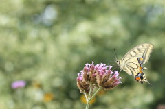 Papilio machaon