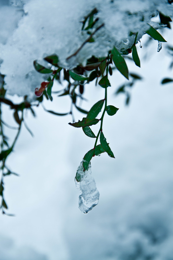 cold leaf