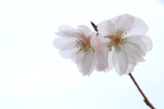 秋桜