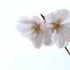 秋桜