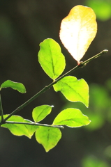 candle leaf