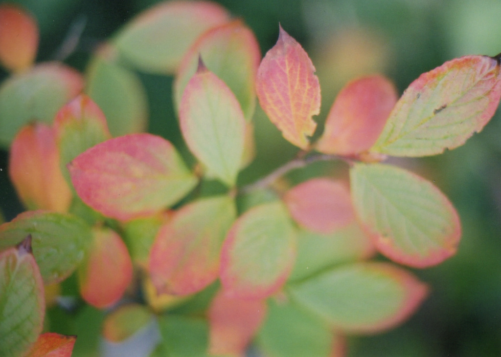 Autumn color in my garden