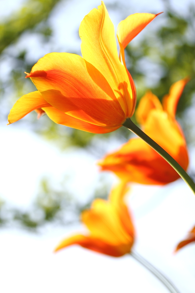 orange tulip