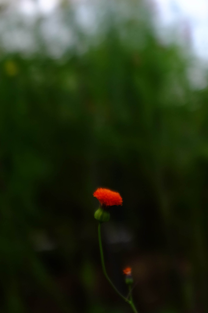 小さな花