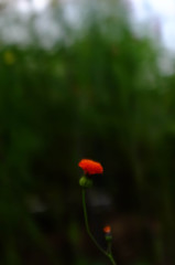 小さな花