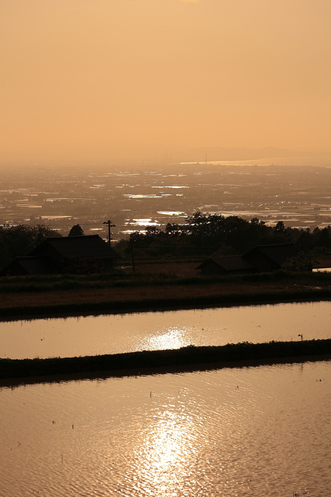 Rice fields in spring