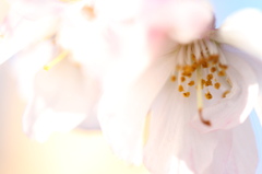 冬の桜