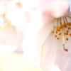 冬の桜