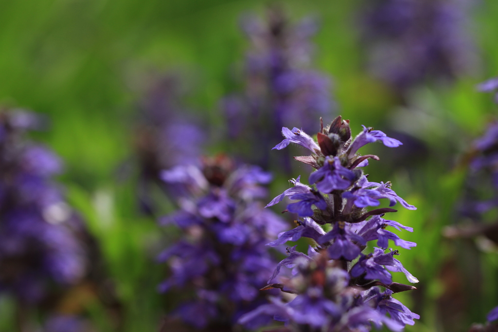 Small Purple Flower