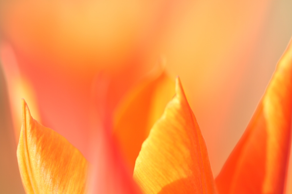 Top of Orange Tulip 