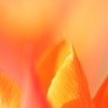 Top of Orange Tulip 