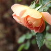 orange rose
