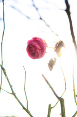 last rose in winter
