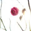 last rose in winter