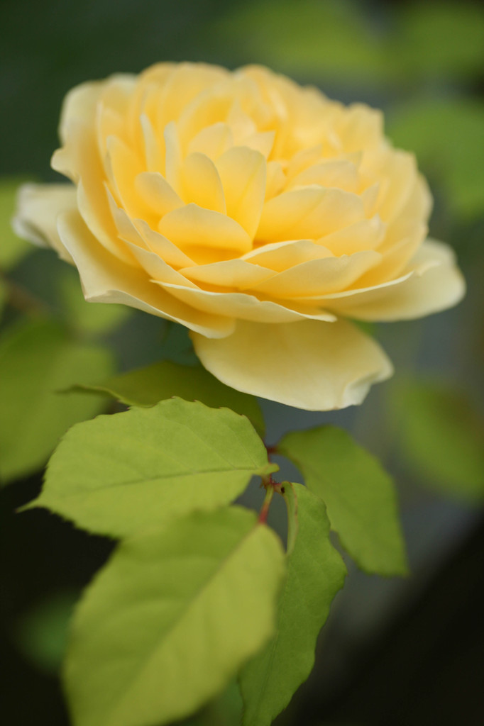 Light yellow