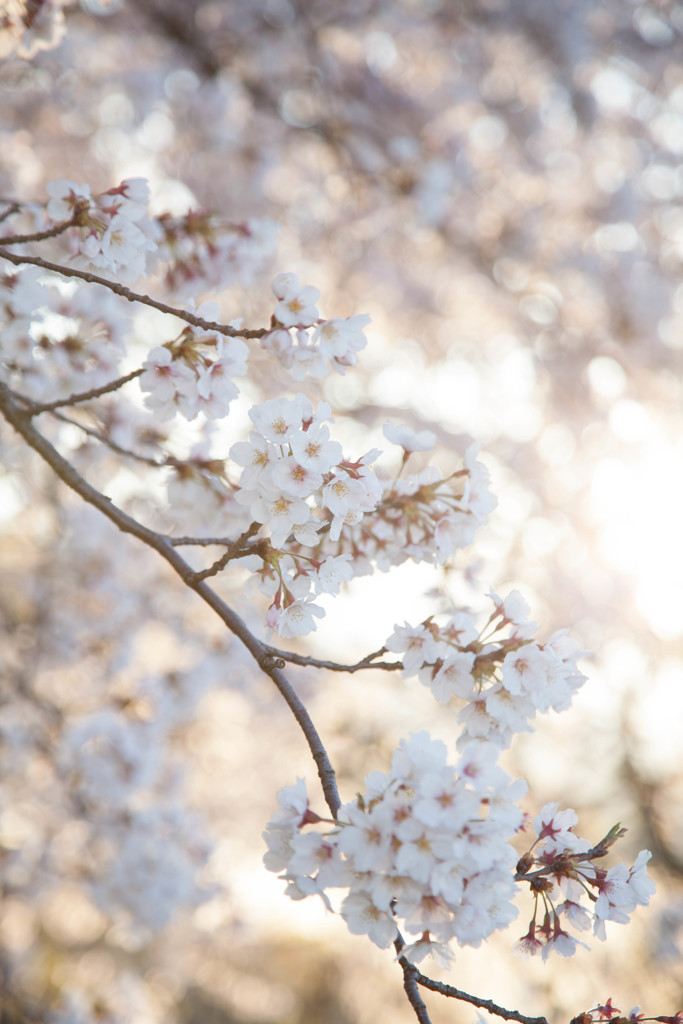 Bright Cherry
