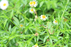 お花畑にて