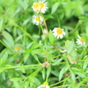お花畑にて