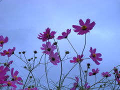 曇り空のコスモス