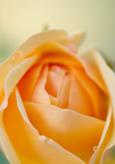 autumn rose