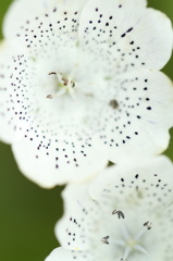 ソバカス模様 Pretty white lady