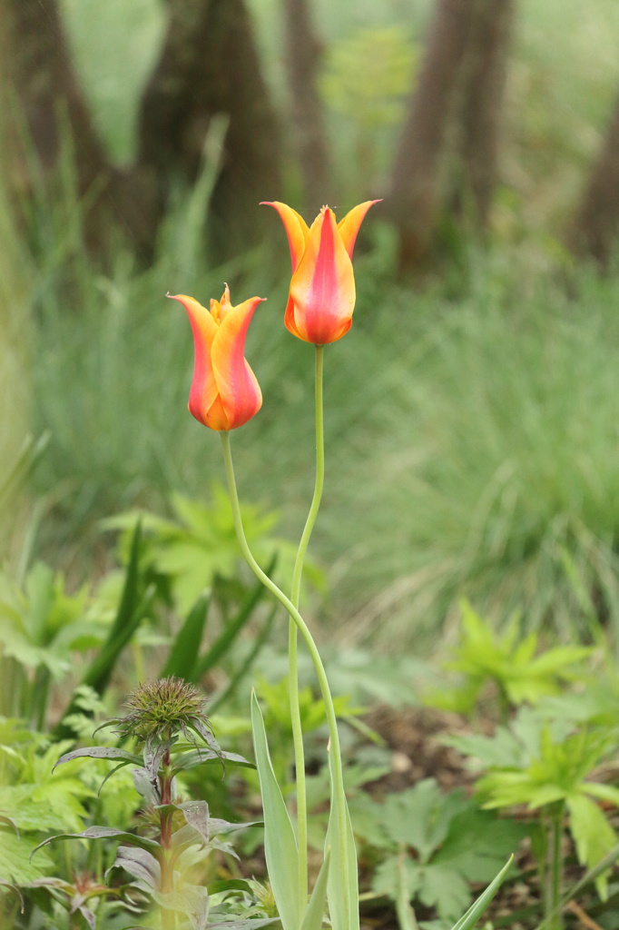 双橙花