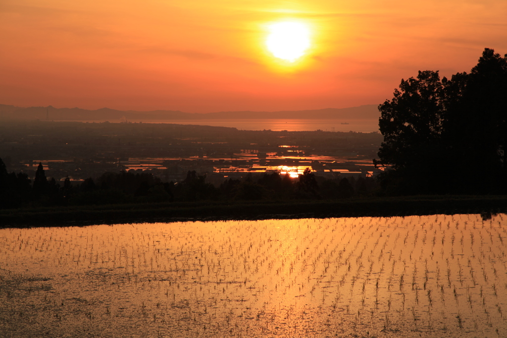 5月の田園　夕日に映える