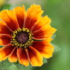 夏の花
