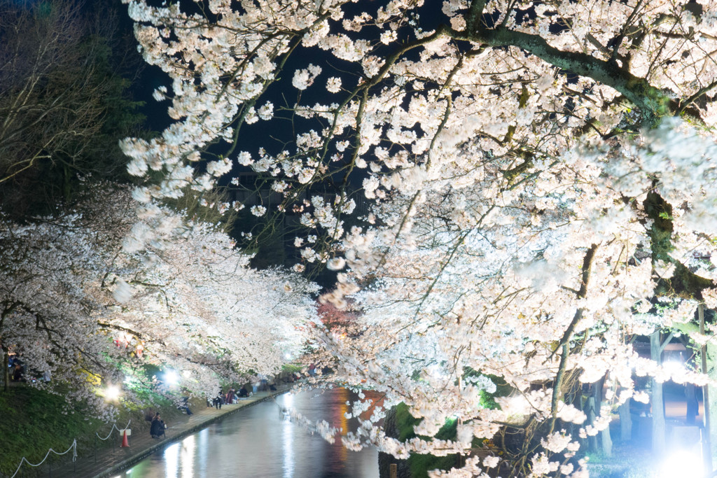 今年の夜桜