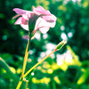 小さな花