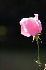 Rose / Dainty Bess 