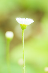 small fower