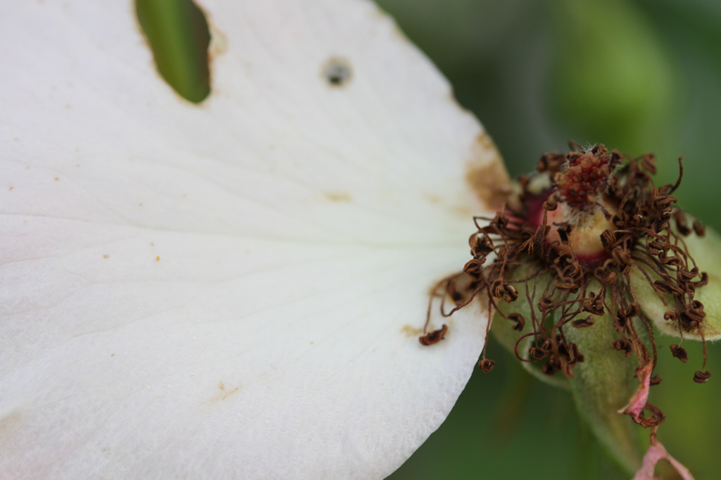 decayed rose