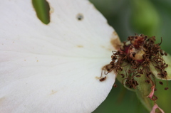 decayed rose