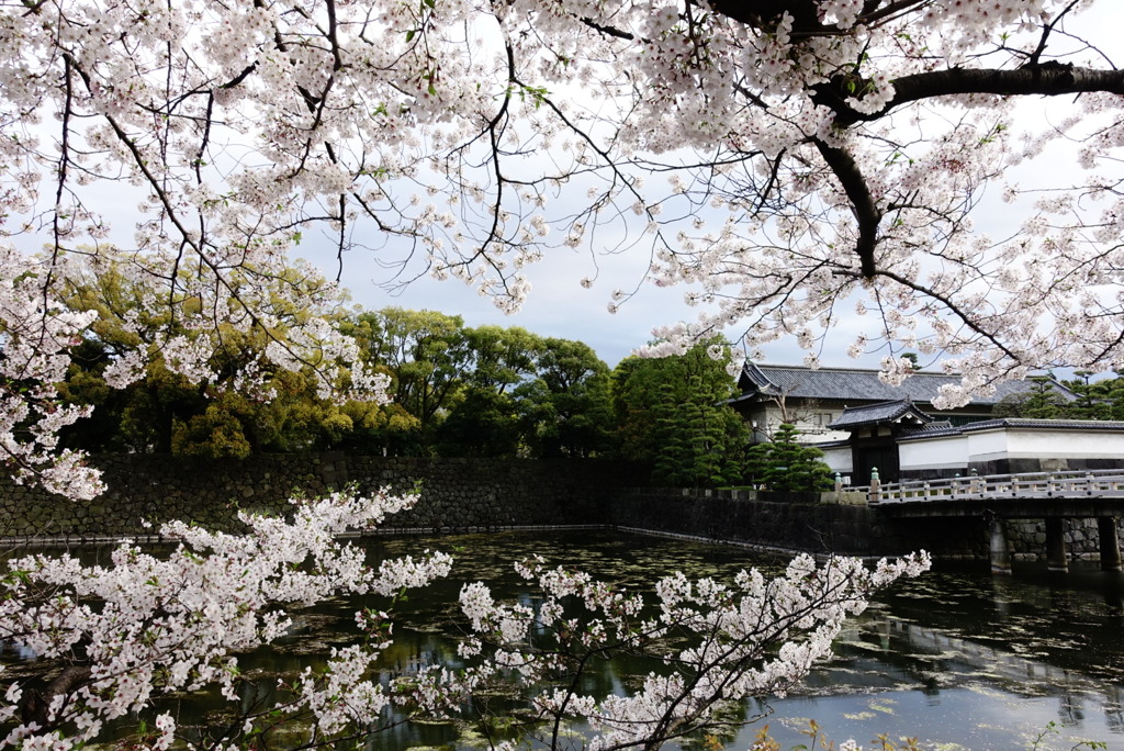 東京 春の大手町
