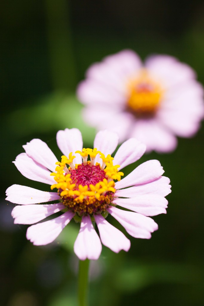 one hundred flower