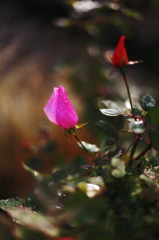 winter roses : pink