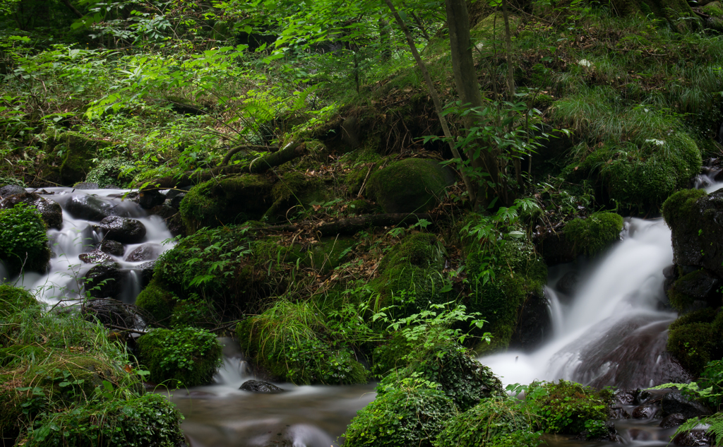 苔景